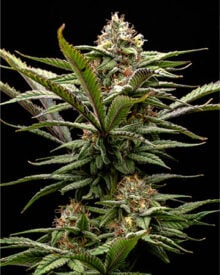 Buy Pineapple Trainwreck
