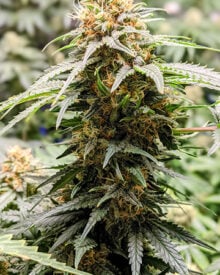 Buy Feminized Pre-98 Bubba Kush