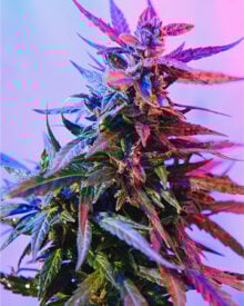 shop-premium-Purple-Trainwreck-Seeds