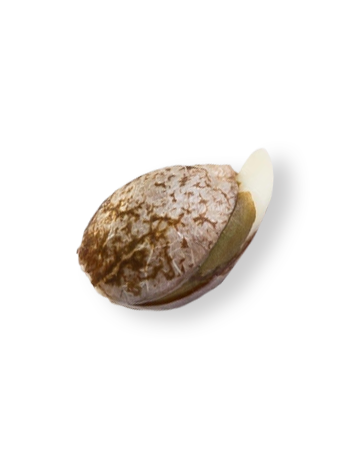 Cereal Milk Seeds