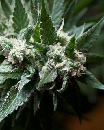Buy Alien OG