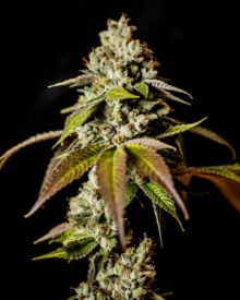 Buy Apple Fritter Feminized Cannabis Seeds