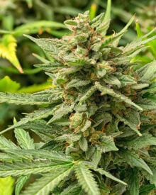 Buy Cereal Milk Feminized Cannabis Seeds