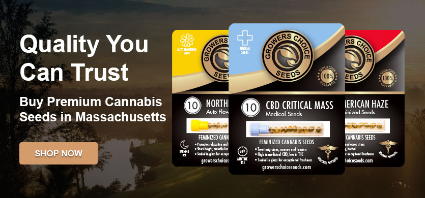 buy cannabis seeds in massachusetts
