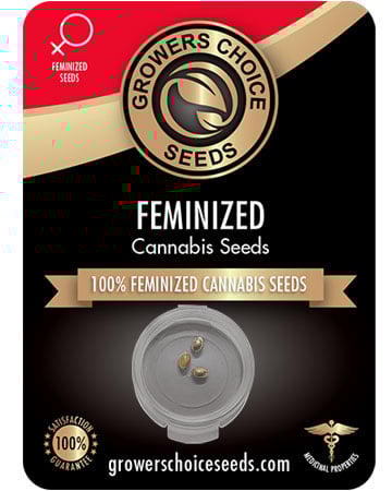 Buy Snoop Dogg OG Seeds