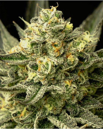 Buy Peanut Butter Breath