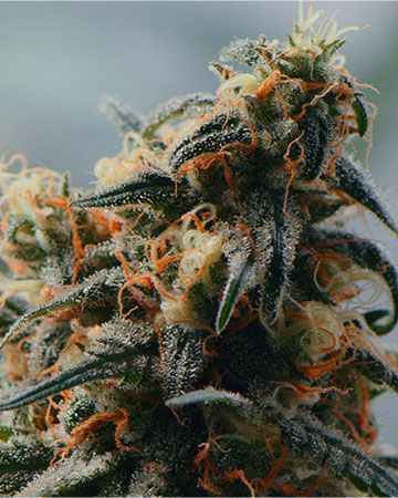 Buy Platinum Wreck