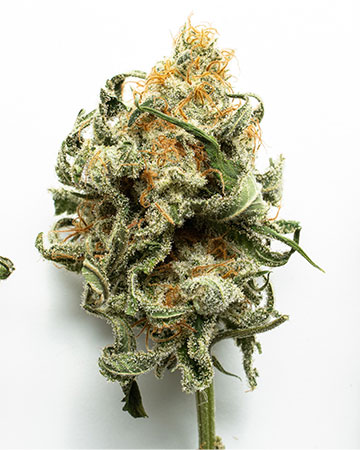 Buy Platinum Wreck