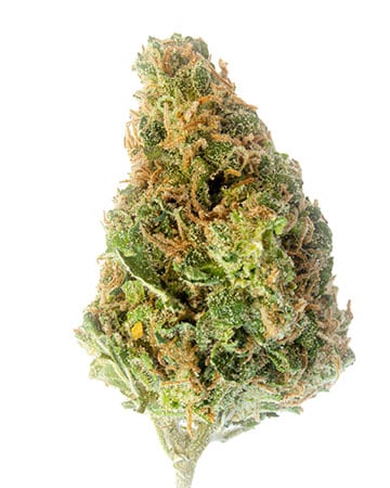 Buy Snoop Dogg OG Seeds