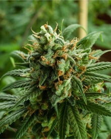 Buy Kush Mints Feminized Cannabis Seeds