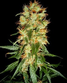 Buy Peanut Butter Breath Feminized Cannabis Seeds