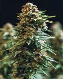 Buy Platinum Wreck