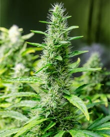 Buy Snoop Dogg OG Seeds