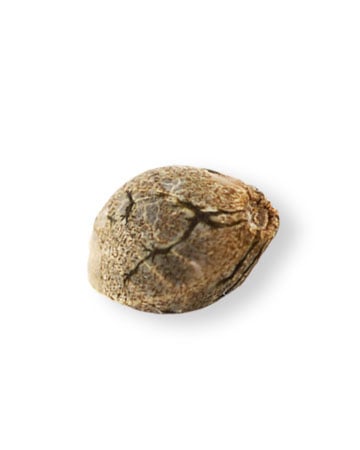 shop-your-choice-weed-seeds-Runtz-Seeds