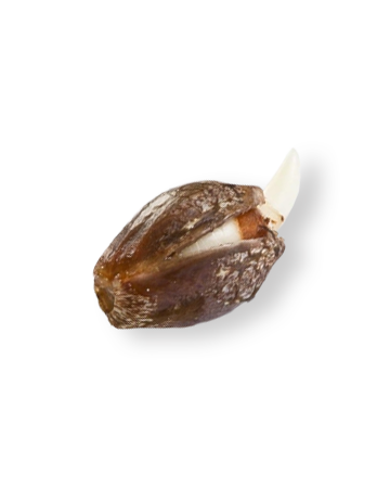Black Cherry Soda Seeds