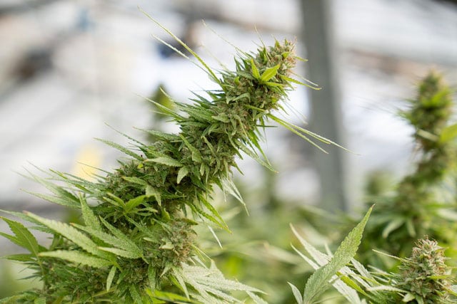 Green cannabis plant