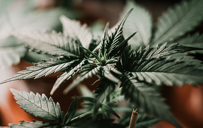 Close-up of cannabis leaf