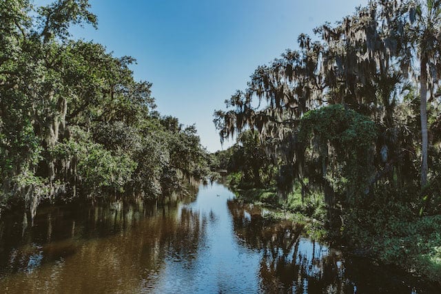 Swamp next to a river