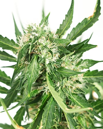 Buy Green Queen Auto