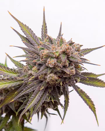 Buy Mimosa Auto