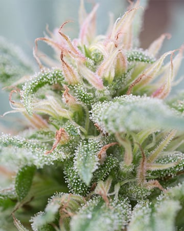 Buy Triangle Kush Auto