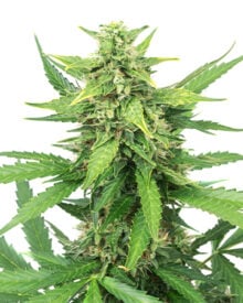 Buy Green Queen Auto