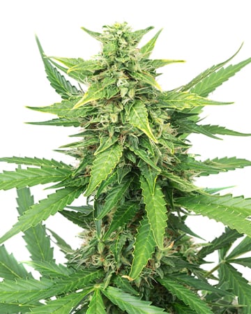 Buy Green Queen Auto