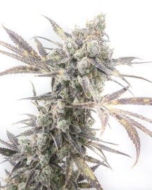 Buy Triangle Kush Auto