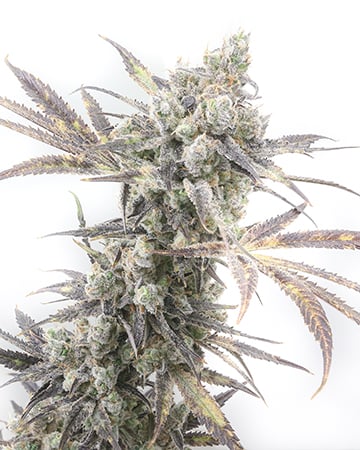 Buy Triangle Kush Auto