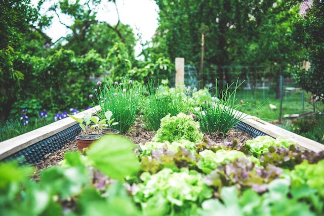 Green plants in a garden in Missouri