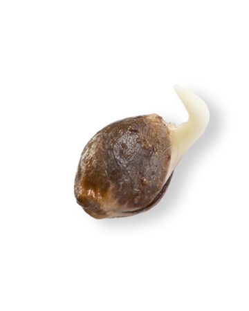 Triangle Kush Autoflowering Seeds