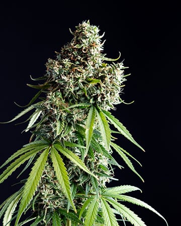 Buy Mimosa Auto