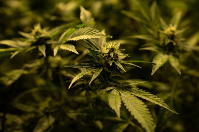 Green cannabis plants