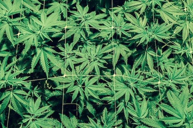 Group of young cannabis plants