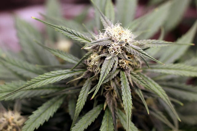 Green cannabis plant