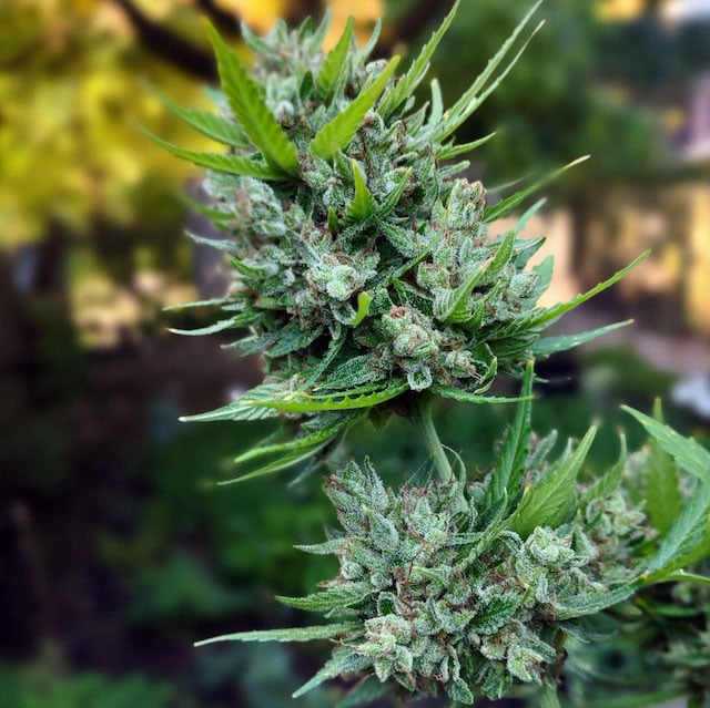 Fuzzy green cannabis plant
