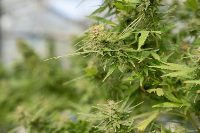 Green cannabis plant