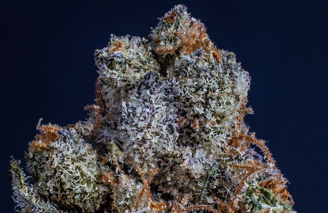 critical purple
