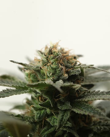 Buy Alaska Thunderfuck Auto