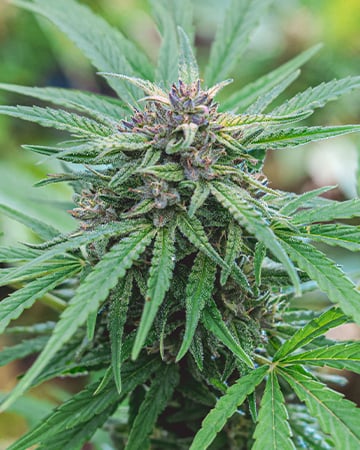 Buy Peanut Butter Breath Auto