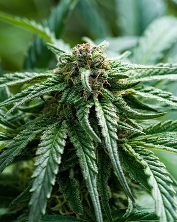 Buy Pinkman Goo Auto