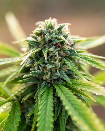 Buy Rainbow Kush Auto