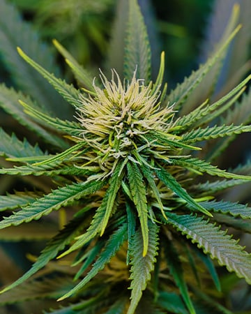 Buy Super Skunk Auto