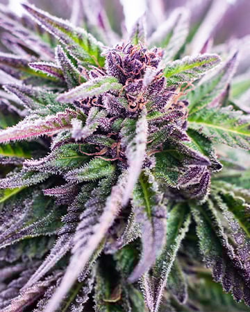 Buy Tropicana Cookies Auto
