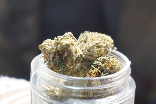 Cannabis nugs in a plastic grinder