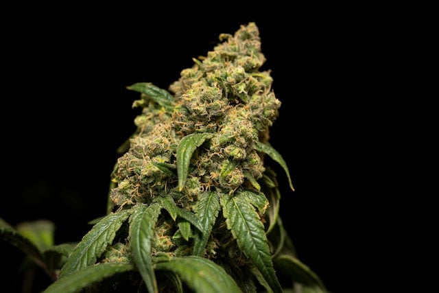 Cannabis plant against a black background