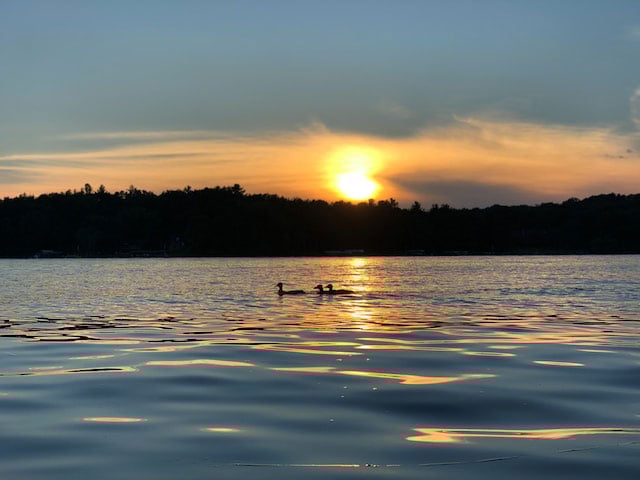 Sunset landscape with ducks swimming in a lake