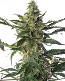 Buy Cereal Milk Strain Autoflower Cannabis Seeds