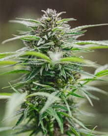 Buy Peanut Butter Breath Auto