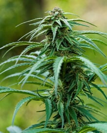 Buy Pinkman Goo Auto